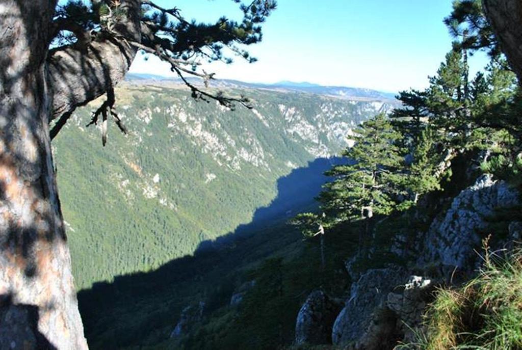 Underwoods Zabljak Guesthouse Zewnętrze zdjęcie